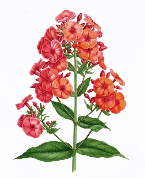 Květinová Ilustrace Digitální Vintage Styl Květinové Umění Texturovaném Bílém Pozadí — Stock fotografie