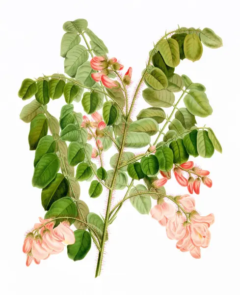 stock image Flower Illustration. Digital vintage-style flower art on a textured white background.