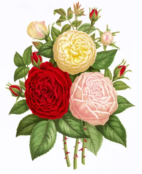 Květinová Ilustrace Digitální Vintage Styl Květinové Umění Texturovaném Bílém Pozadí — Stock fotografie