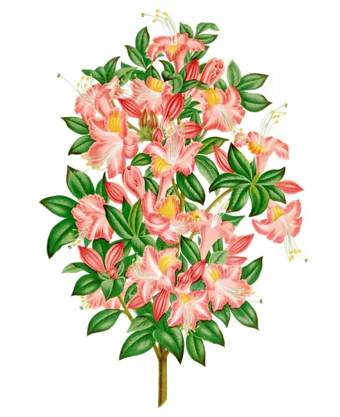 Flower Illustration. Digital vintage-style flower art on a textured white background.