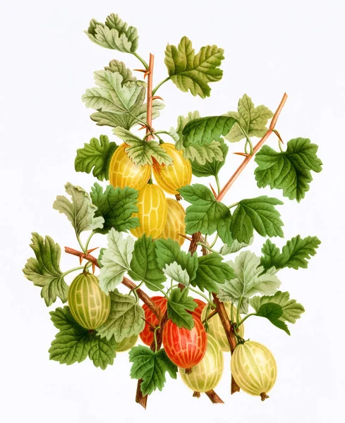 Fruit Illustration. Digital vintage-style fruit art on a textured white background.