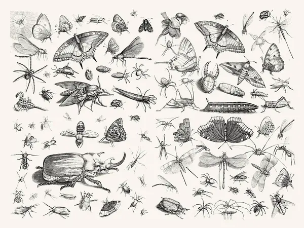 Bugs Collection Exquisite Insect Illustrations Beige Textured Paper Background Butterflies — Stock Photo, Image