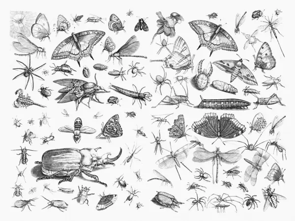 Bugs Collection Exquisite Insect Illustrations White Textured Paper Background Butterflies — Stock Photo, Image