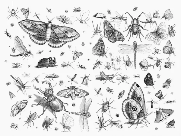 Bugs Collection Exquisite Insect Illustrations White Textured Paper Background Butterflies — Stock Photo, Image