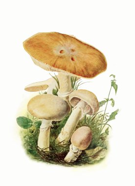  Orman Mantarı: Yumuşak Pastalarda Dijital Suluboya, Kağıt Yapılı Beyaz Arkaplan.