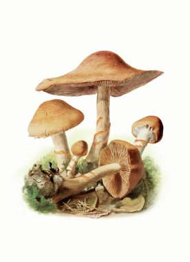  Orman Mantarı: Yumuşak Pastalarda Dijital Suluboya, Kağıt Yapılı Beyaz Arkaplan.