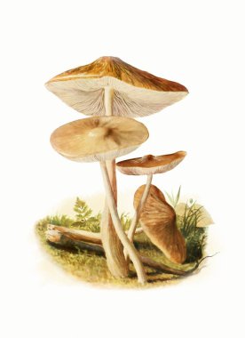  Orman Mantarı: Yumuşak Pastalarda Dijital Suluboya, Kağıt Yapılı Beyaz Arkaplan.