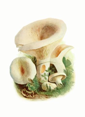  Orman Mantarı: Yumuşak Pastalarda Dijital Suluboya, Kağıt Yapılı Beyaz Arkaplan.