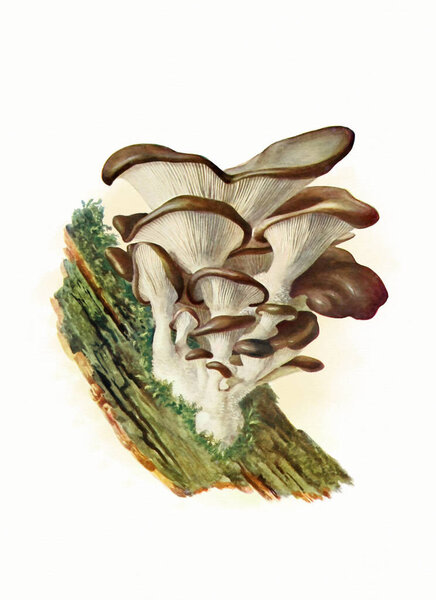  Forest Fungi: Digital Watercolor in Soft Pastels, White Background with Paper Texture.