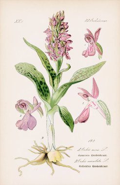 Zamanın akışını yansıtan yıpranmış bej bir arkaplan içeren 19. yüzyıl Alman kitabından klasik botanik çizimler. Ca 1880