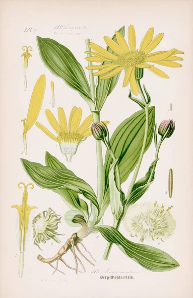Vintage Botanikai Illusztráció Egy Századi Német Könyvből Időjárásos Bézs Háttérrel — Stock Fotó