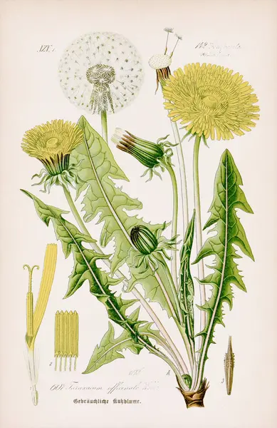 Vintage Botaniska Illustration Från Talet Tysk Bok Med Väderbiten Beige — Stockfoto