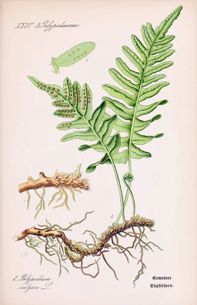 19세기 빈티지 식물학적 그림은 시간의 경과를 반영하는 날씨가 베이지색 배경을 — 스톡 사진