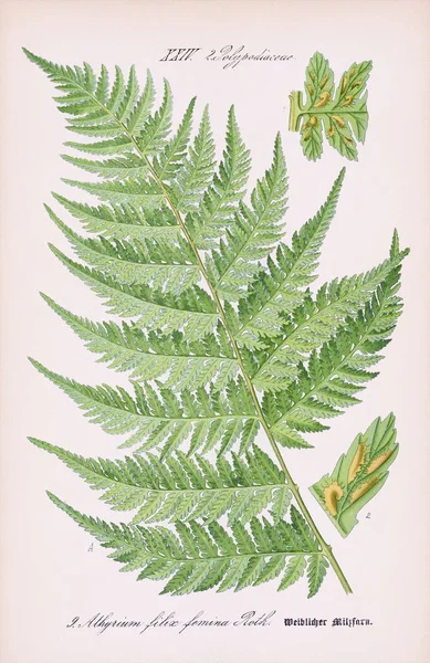 Vintage Botaniska Illustration Från Talet Tysk Bok Med Väderbiten Beige — Stockfoto