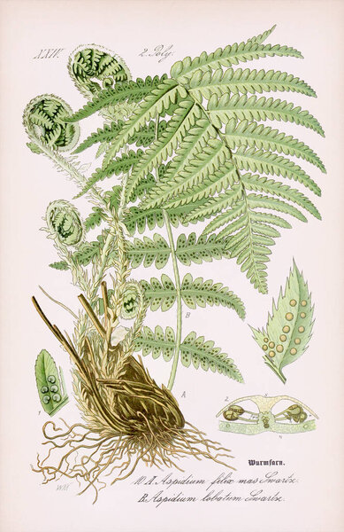 Vintage botanical illustration from a 19th-century German book, featuring a weathered beige background that reflects the passage of time. Ca 1880