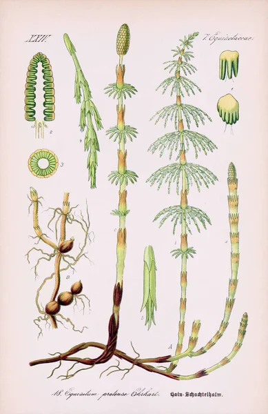 Vintage Botanische Illustration Aus Einem Deutschen Buch Aus Dem Jahrhundert — Stockfoto