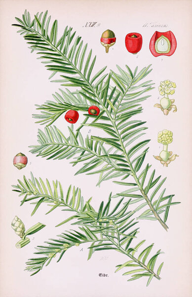 Vintage botanical illustration from a 19th-century German book, featuring a weathered beige background that reflects the passage of time. Ca 1880