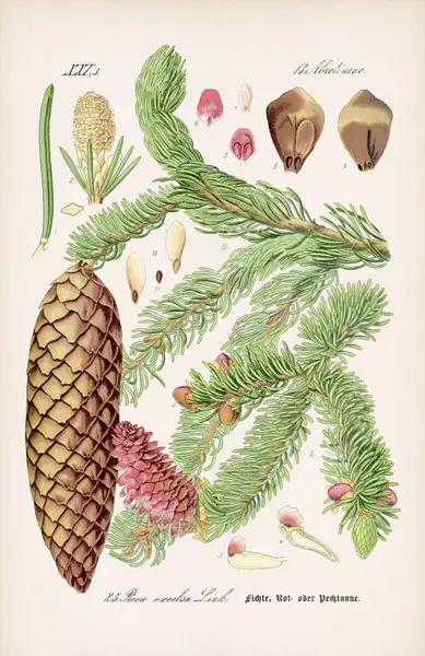 Vintage Botanikai Illusztráció Egy Századi Német Könyvből Időjárásos Bézs Háttérrel — Stock Fotó