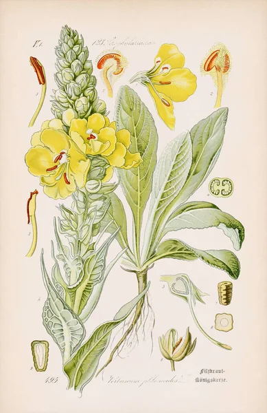 古色古香的植物学图解 出自19世纪德国的一本书 描述了一个风吹日晒的米色背景 反映了时间的流逝 1880年 — 图库照片