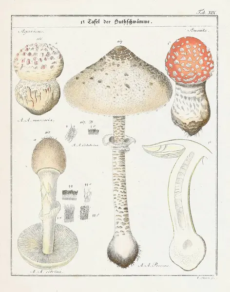 Vintage botanical illustration of mushrooms and fungi from the early 19th century, displaying its age through faded tones.