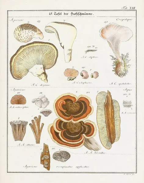 Vintage botanical illustration of mushrooms and fungi from the early 19th century, displaying its age through faded tones.