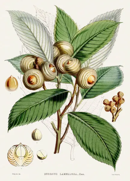 Vintage Botanical illustration. Botanical Book Plate depicting plants native to the Himalayas Published in the 19th Century.