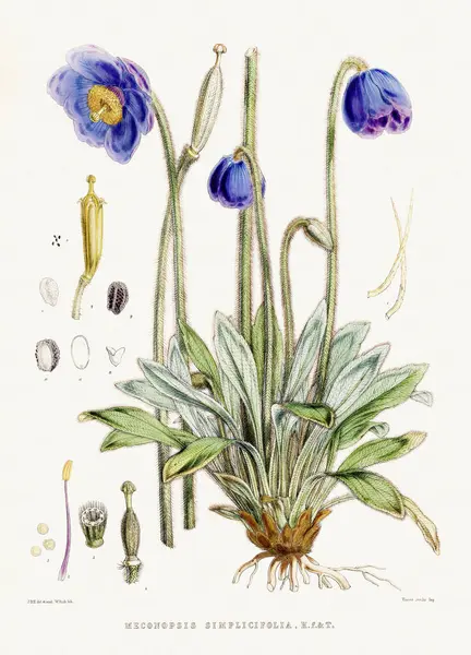 Illustration Botanique Vintage Plaque Livre Botanique Représentant Des Plantes Indigènes — Photo