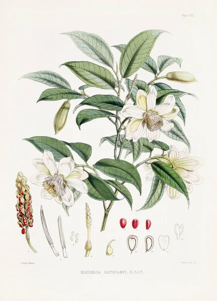 Vintage Botanical illustration. Botanical Book Plate depicting plants native to the Himalayas Published in the 19th Century.