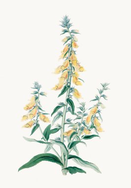Renkli Yüksükotu Çiçeği çizimi. Dijital Botanik Sanatı.