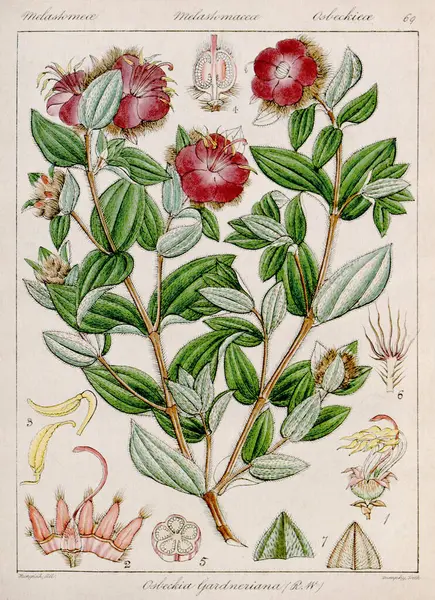 Vintage botanical illustration. It\'s a plate taken from a 19th-century botanical book focusing on the flora of Nilgiri, India.