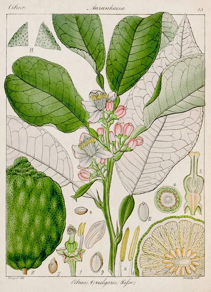 Vintage botanical illustration. It\'s a plate taken from a 19th-century botanical book focusing on the flora of Nilgiri, India.