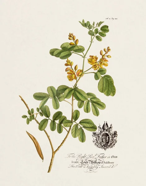 Illustration Botanique Xviiie Siècle Par Ehret George Dionysius 1708 1770 — Photo