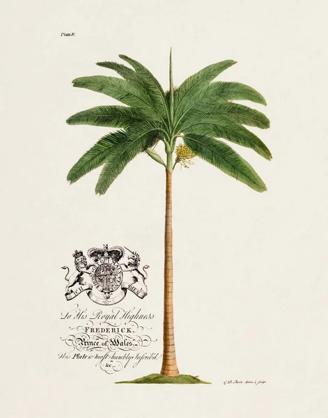 Palmboom Botanische Illustratie Uit 18E Eeuw Door Ehret George Dionysius — Stockfoto
