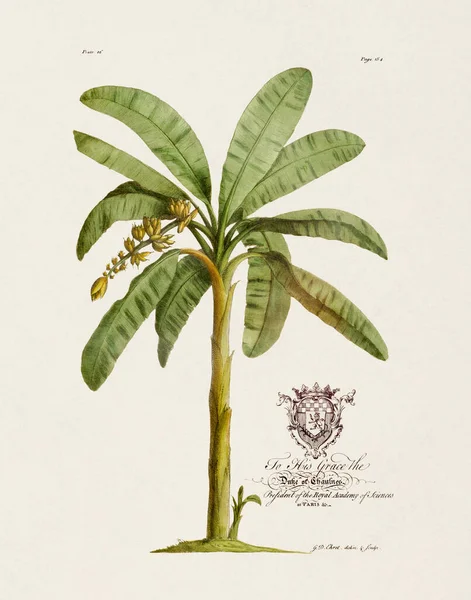 Bananier Illustration Botanique Xviiie Siècle Par Ehret George Dionysius 1708 — Photo