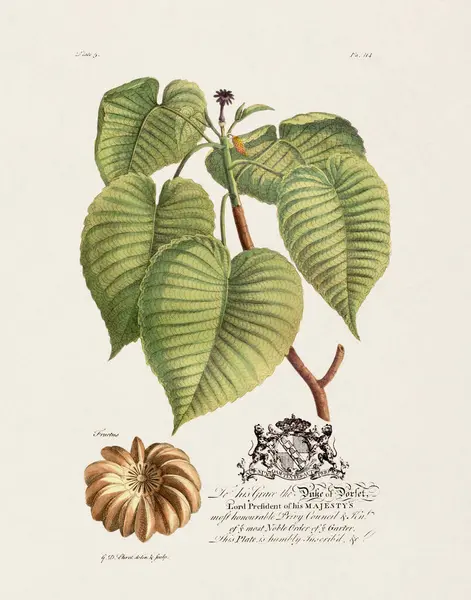 Sandbox Tree Illustration Botanique Xviiie Siècle Par Ehret George Dionysius — Photo