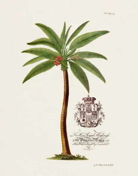 Palmier Illustration Botanique Xviiie Siècle Par Ehret George Dionysius 1708 — Photo