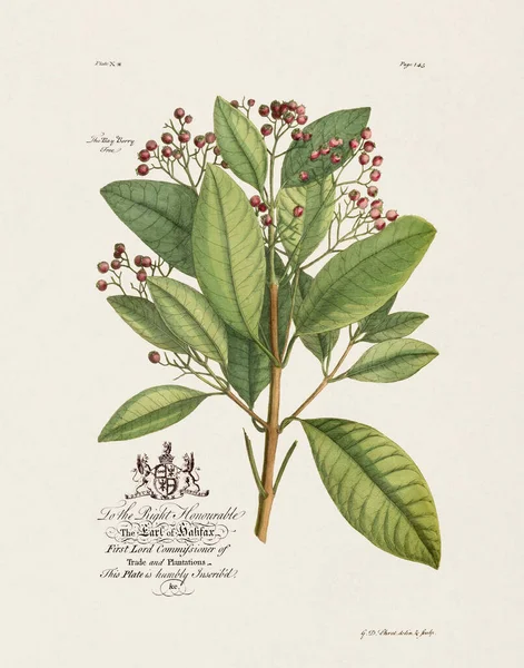 Illustration Botanique Xviiie Siècle Par Ehret George Dionysius 1708 1770 — Photo