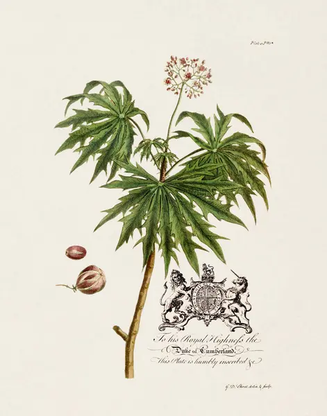 Huile Ricin Plant Illustration Botanique Xviiie Siècle Par Ehret George — Photo