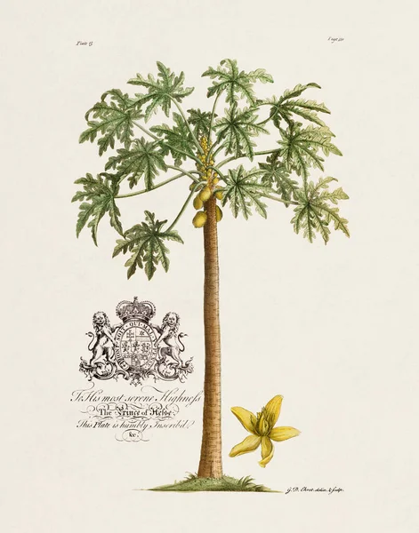 Papaye Illustration Botanique Xviiie Siècle Par Ehret George Dionysius 1708 — Photo