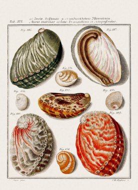 Klasik deniz kabuğu çizimi. 18. yüzyıldan kalma Alman zoolojik sanatı.