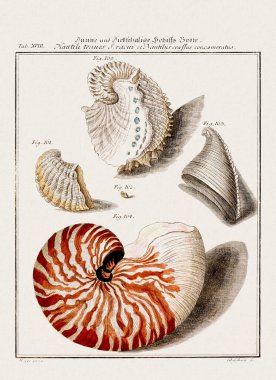 Klasik deniz kabuğu çizimi. 18. yüzyıldan kalma Alman zoolojik sanatı.