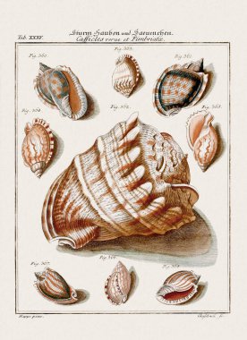 Klasik deniz kabuğu çizimi. 18. yüzyıldan kalma Alman zoolojik sanatı.