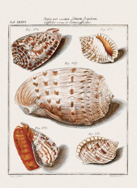 Klasik deniz kabuğu çizimi. 18. yüzyıldan kalma Alman zoolojik sanatı.