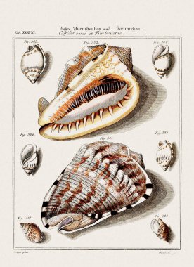 Klasik deniz kabuğu çizimi. 18. yüzyıldan kalma Alman zoolojik sanatı.
