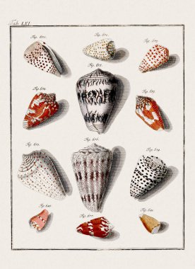 Klasik deniz kabuğu çizimi. 18. yüzyıldan kalma Alman zoolojik sanatı.