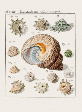 Klasik deniz kabuğu çizimi. 18. yüzyıldan kalma Alman zoolojik sanatı.