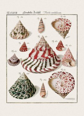 Klasik deniz kabuğu çizimi. 18. yüzyıldan kalma Alman zoolojik sanatı.