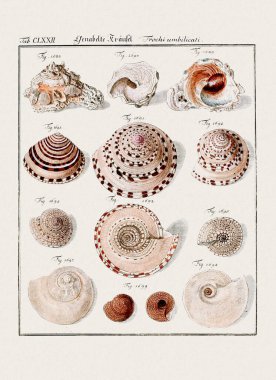 Klasik deniz kabuğu çizimi. 18. yüzyıldan kalma Alman zoolojik sanatı.