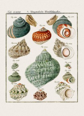 Klasik deniz kabuğu çizimi. 18. yüzyıldan kalma Alman zoolojik sanatı.
