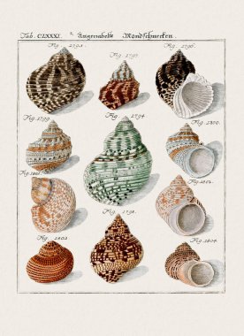 Klasik deniz kabuğu çizimi. 18. yüzyıldan kalma Alman zoolojik sanatı.